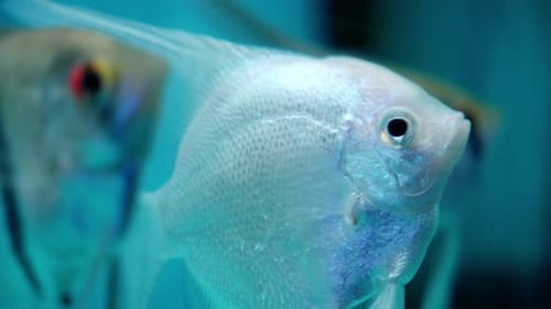 White angelfish (Pterophyllum scalare) swims in aquarium, side closeup