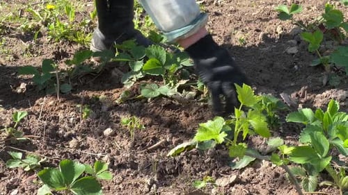 An Elderly Woman Weeding a Vegetable Garden with Strawberries