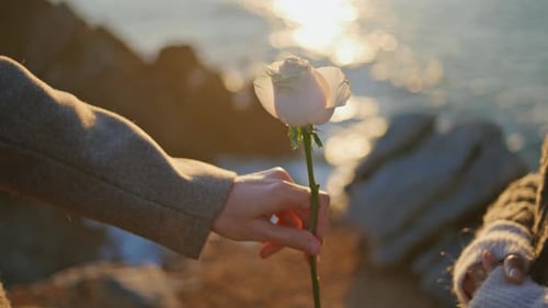 Man Hand Bringing Rose at Sunset Ocean Closeup Unrecognizable Pair Dating Sea