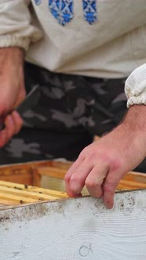 Beekeeper Inspecting Honeycomb Frame Full of Bees