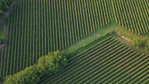 Panoramic Aerial View Of Winery Vineyards In The Countryside Of Portugal.