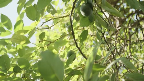 Avocadofrüchte am Baum, Ansicht von unten, bei sonnigem Wetter.