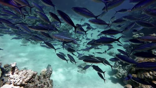 Massive School of Fish Underwater Life Above Coral Reef