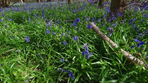 Video über einen Wald aus umgestürzten Bäumen in Peterborough, Großbritannien