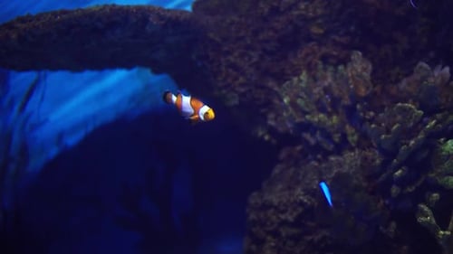 Close up of little clownfish swimming in tropical tank close to blue surgeonfish