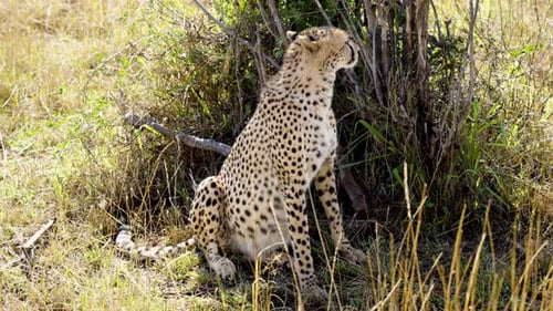 Majestic Cheetah Resting in Grassy African Habitat