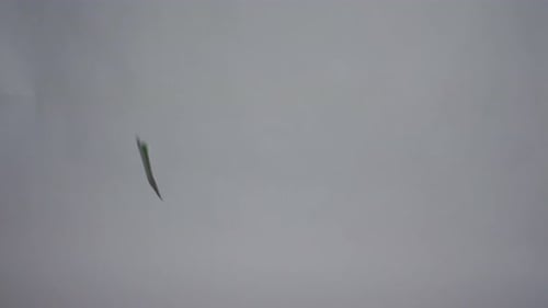 Euro Bills Falling on Plain Background