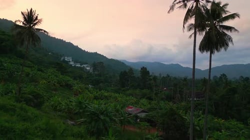 Aerial Shot Camera Flies to Palm Trees Beautiful Tropical View of the Jungle and Mountains