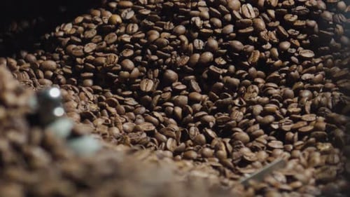 Close up of Roasted Coffee Beans