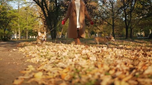 Beautiful Woman Walks with Two Corgi Dogs in Park in Fall
