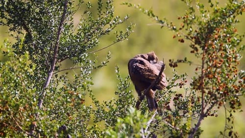 Wahlberg's Eagle in Kruger National park, South Africa