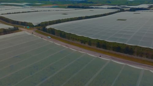 Kiwi-Fruit orchard at sunrise in the bay of plenty, Drone flys smoothly