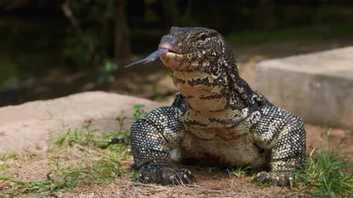 Portrait of a Beautiful Giant Asian Water Monitor Lizard Striped Monitor Lizard Local Name