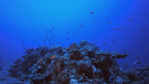 Reef Underwater Coral Garden