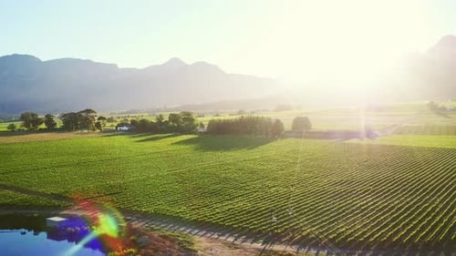 4k aerial drone footage o a wine farm during autumn