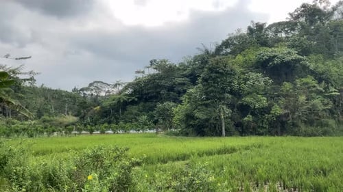 rice field view