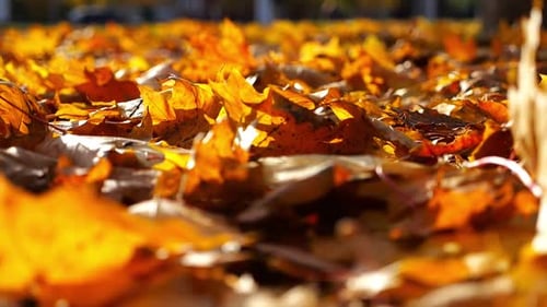 Detail View on Yellow Maple Leaves Falling to Ground in Autumn Park Golden Bright Foliage Covered