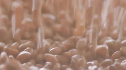 Wheat Grain Falls and Moves in a Pile of Seeds on a Conveyor Belt Creating