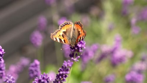 Mariposa de carey y flor de lavanda