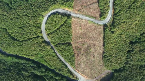 Aerial Road and Forest