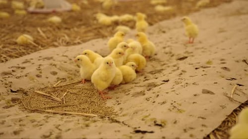 Cute Little Yellow Chickens in a Poultry Farm