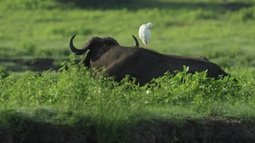 Una garza bueyera de pie sobre el lomo de un búfalo del Cabo mientras el animal está acostado.