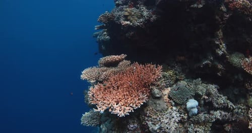Underwater Nature on Reef with Corals and Tropical Fishes in Blue Ocean Maldives