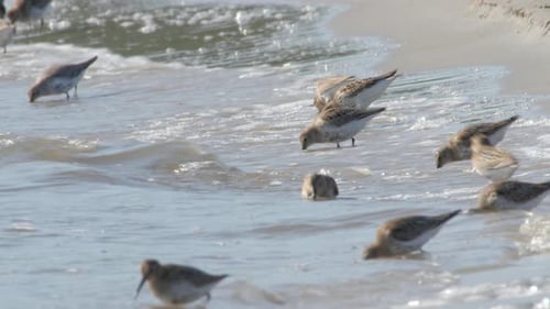 A flock of Dunlin birds hunting and feeding on the beach - close up