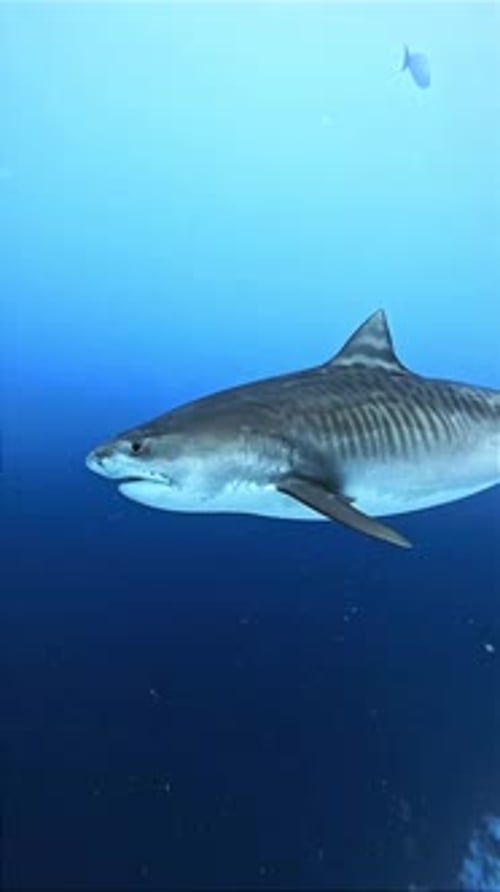 Tiger Shark Swimming Gracefully in Deep Blue Ocean