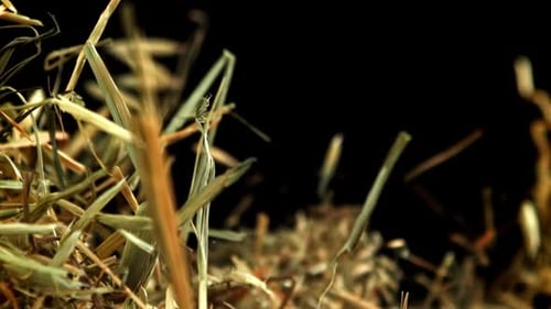 Hay Flies and Falls on a Black Background Filmed on a Highspeed Camera at 1000 Fps