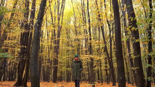 Autumn Forest Deciduous Trees in a Mixed Forest Hornbeam and Beech Yellow Leaf on a Tree A Woman