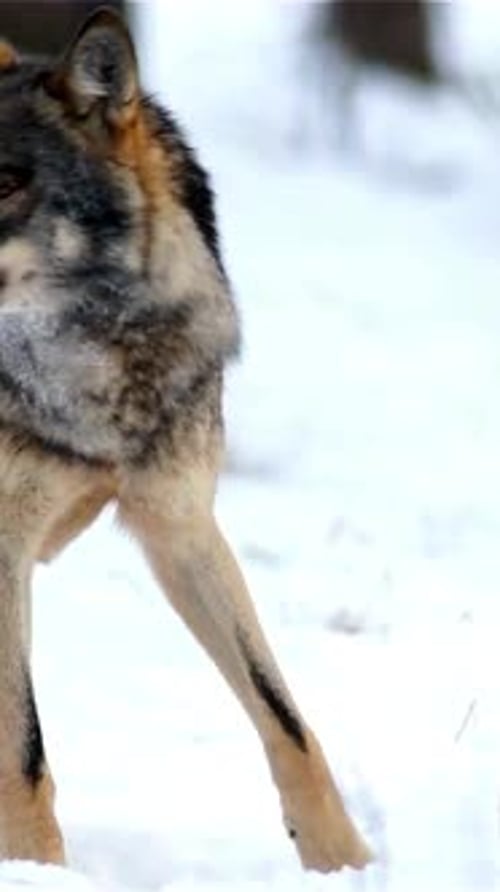 Vertical View Of Wolf, Wildlife in Forest