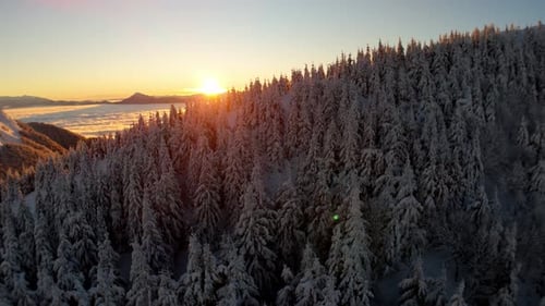 Sonnenaufgang aus der Luft über dem verschneiten Winternadelwald am Berghang über dem Tal, Wolkenumkehrung