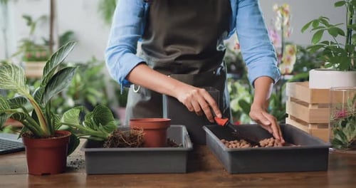 Gros plan d'une fleuriste professionnelle qui s'occupe des plants dans un studio floral. Mains féminines
