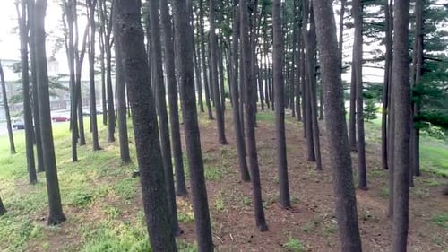 4K Aerial Michigan State University Woods