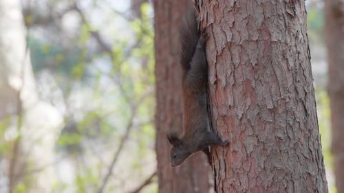 Squirrel Climbing Down a Tree Trunk in Forest