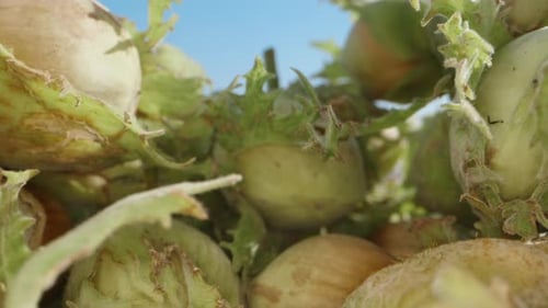 Green hazelnut fruits, I take one, slide against the sky background. Macro
