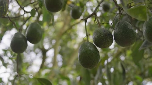 Bunch of Ripe Avocados Growing on Tree in Sunlit Orchard