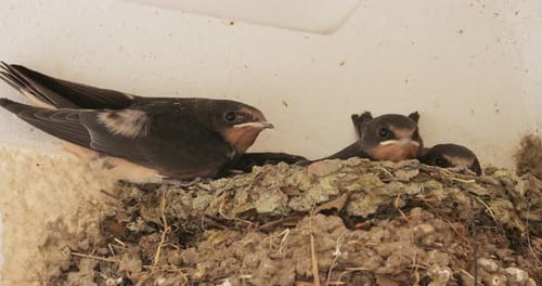 Barn swallows (Hirundo rustica). Chicks feeding in the nest. France