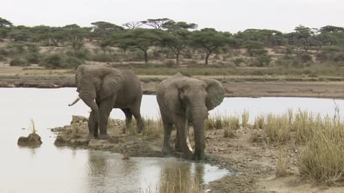 African elephant (Loxodonta africana) bulls throwing mud