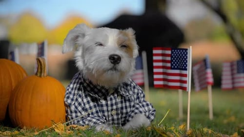 Patriotic Puppy Celebrating Autumn Holidays