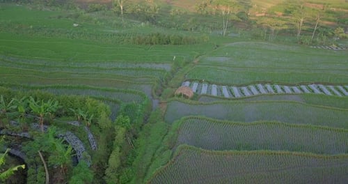 Farm Hut surrounded by agricultural rice fields in asian countryside - aerial orbit shot