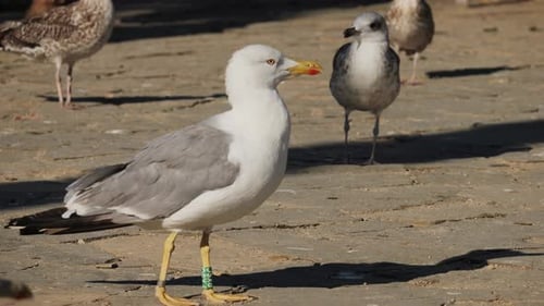 A Seagull Resting Comfortably on the Shore Alongside Other Birds in the Coastal Area