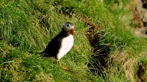 Puffin Standing on Grassy Hillside in Natural Habitat