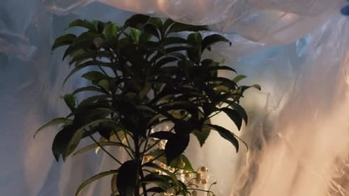 Plant with Berries Examined in Lab Setting