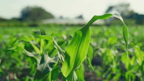 A corn field growing in the middle of the countryside in Thailand on a sunny day, showcasing rural