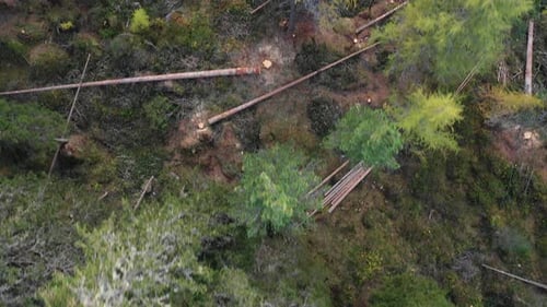 Entwaldung. Drohnenaufnahme des zerstörten Waldes aus der Luft. Entwaldung am Berghang. Top-Schuss zu einem