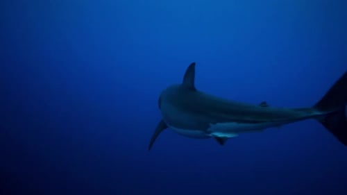 Great White Shark Swimming Underwater in Deep Blue Ocean