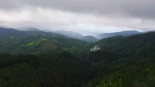 Green Rainforest and Jungle in the Mountains