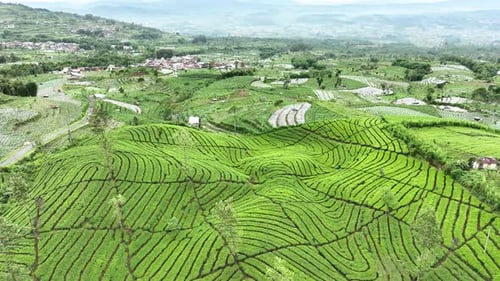 Luftbild der Teeplantage an einem nebligen Morgen in Indonesien